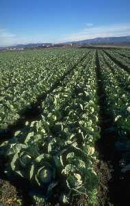 field ready for harvest