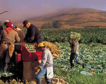 field workers bringing in the harvest