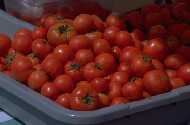 red, ripe tomatoes